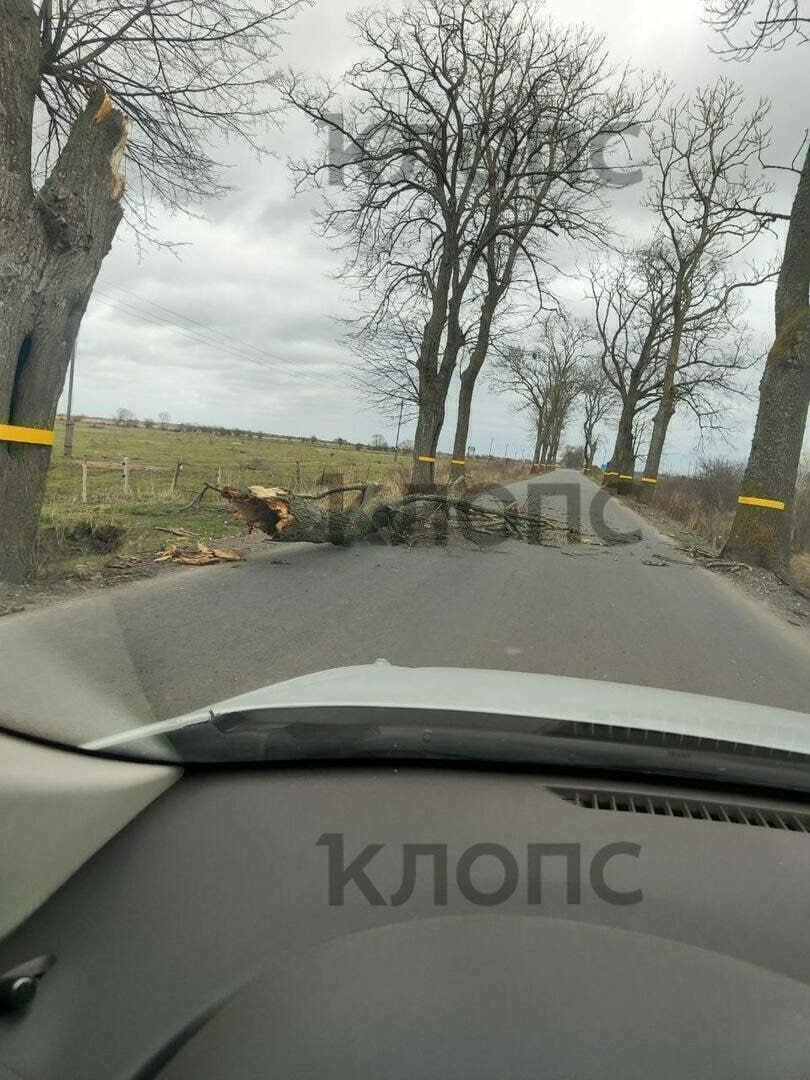 Сильный ветер в Калининградской области повалил деревья и повредил здания Сильный ветер в Калининградской области повалил деревья и повредил здания