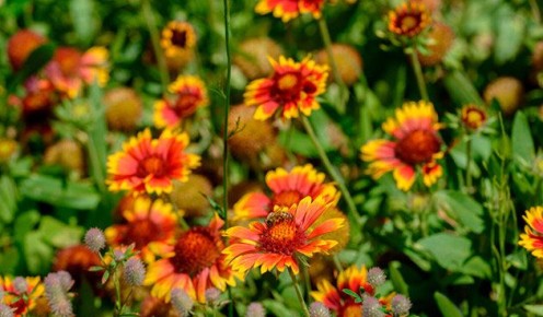 ���������: ����� ������ � ����� ����, ������� ���������� ������������