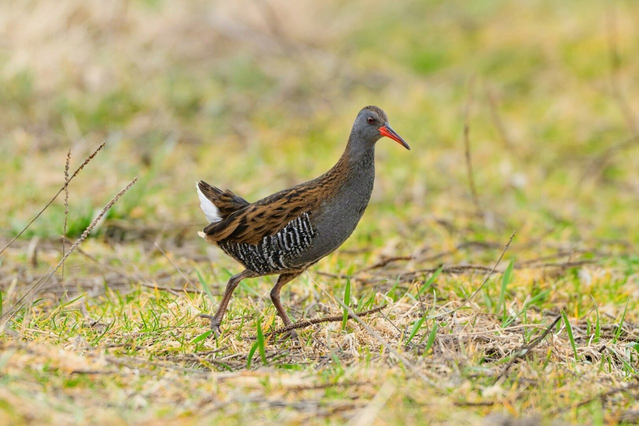 В Светловском округе заметили редкую и красивую птичку — водяного пастушка В Светловском округе заметили редкую и красивую птичку — водяного пастушка