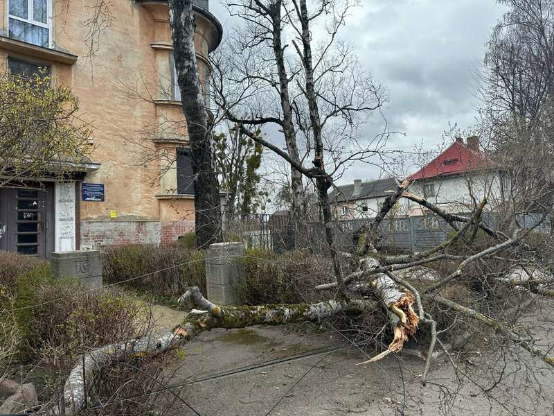 Жителям Калининграда в шторм угрожает гигантский немецкий дуб