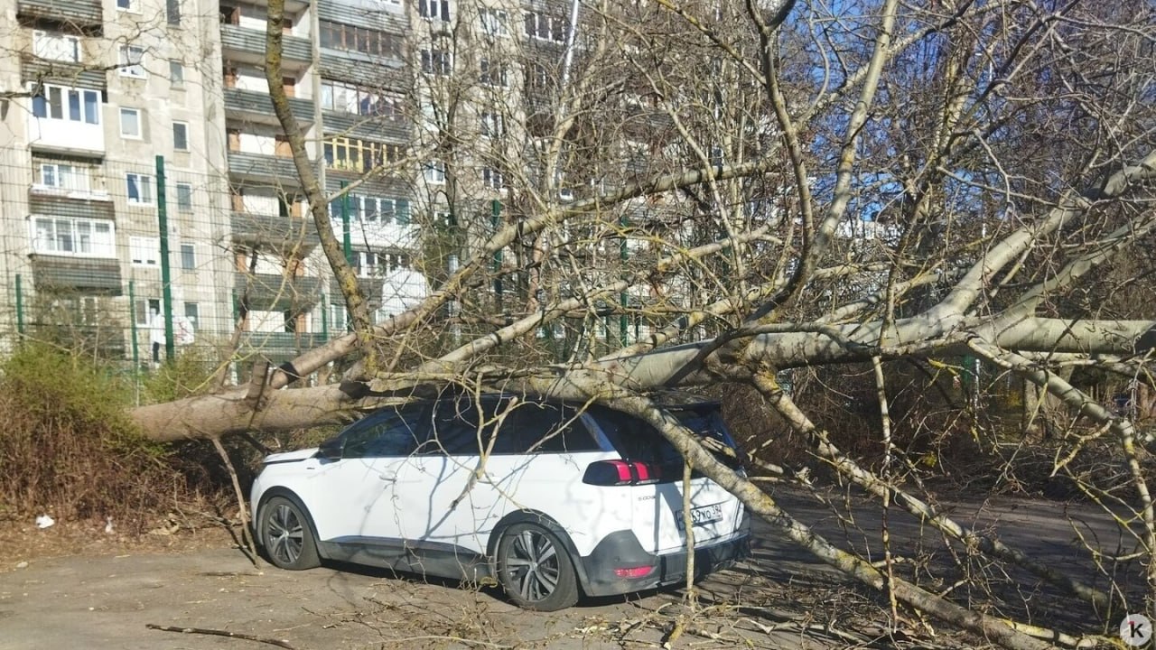 В Калининграде ещё на трёх улицах из-за сильного ветра рухнули деревья В Калининграде ещё на трёх улицах из-за сильного ветра рухнули деревья