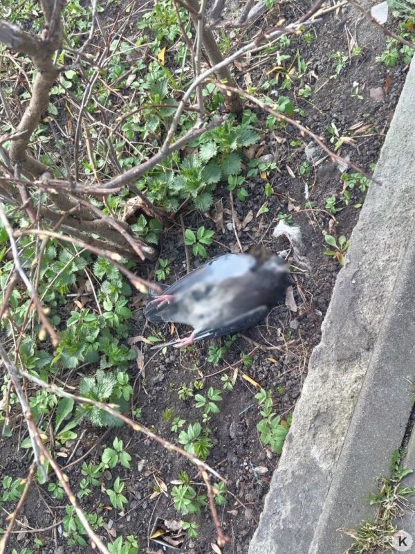 �� ������ ����� ����� ������� �������� ��� �������