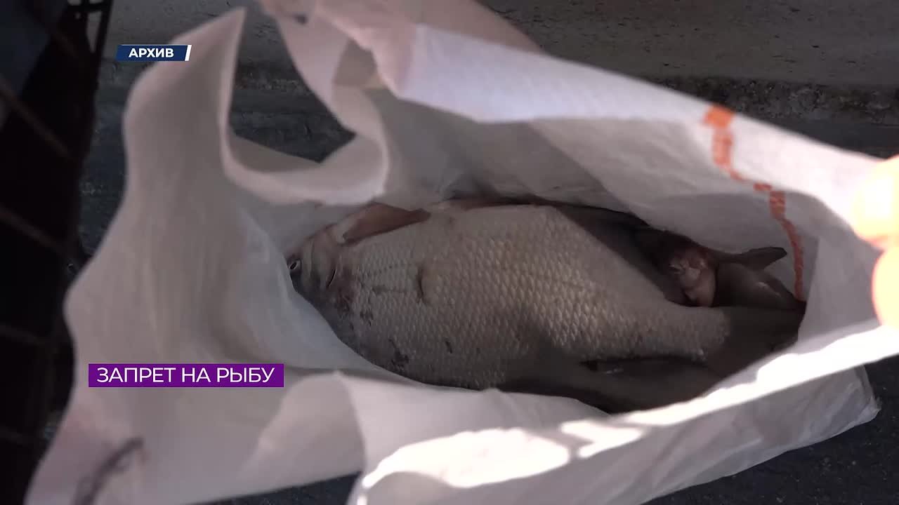 Для рыбаков самая популярная рыба в Калининградском заливе – судак