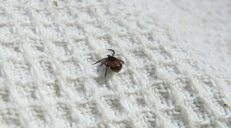 Активность клещей в Калининградской области растёт, несмотря на холодные ночи