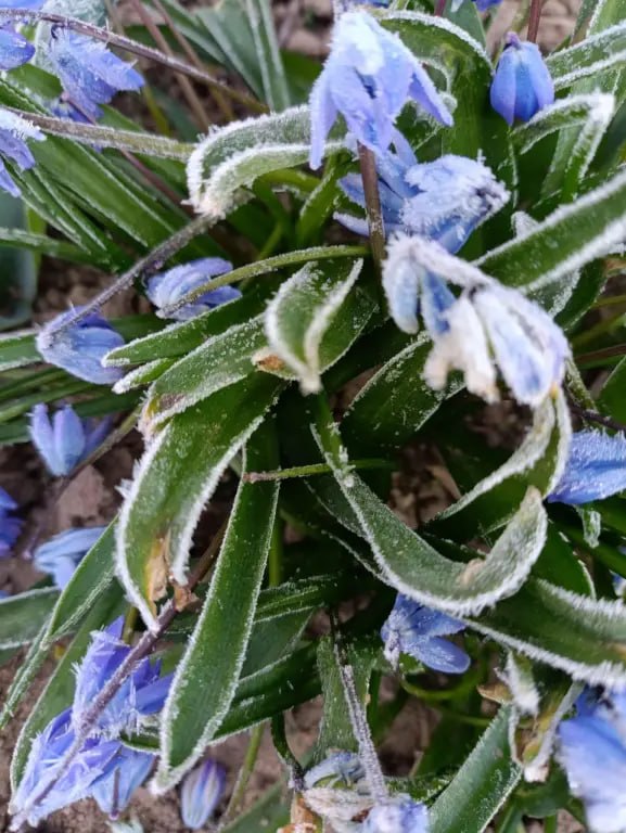 В Калининградской области ожидаются заморозки до -7 градусов