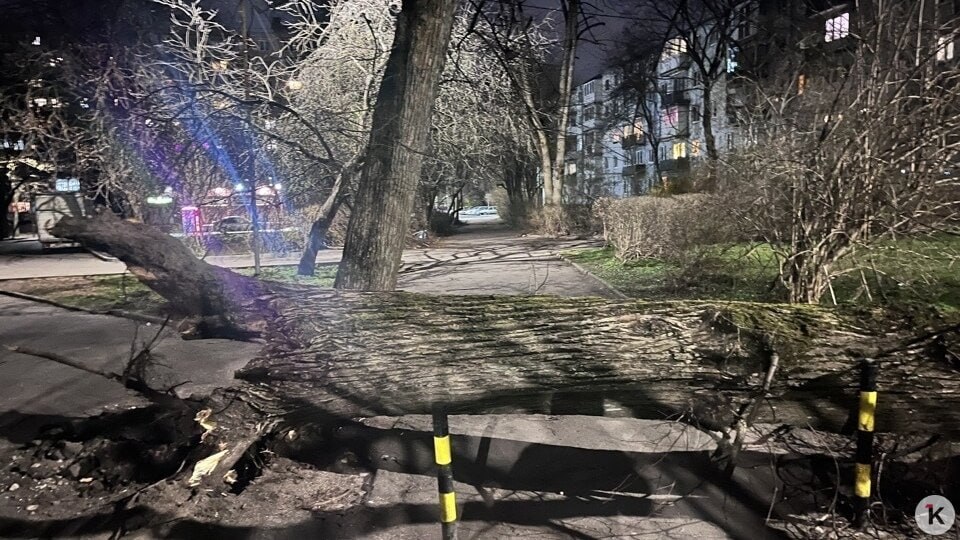 В Калининграде ещё на трёх улицах из-за сильного ветра рухнули деревья В Калининграде ещё на трёх улицах из-за сильного ветра рухнули деревья