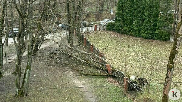 В Калининграде ещё на трёх улицах из-за сильного ветра рухнули деревья