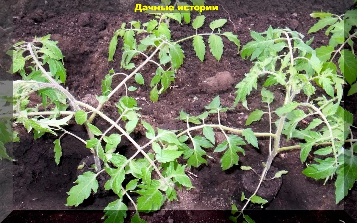 Шесть ключевых вопросов для начинающих дачников о высадке рассады томатов в теплицу