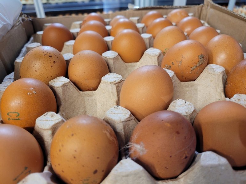 Ремонт улицы в Калининграде привёл к всплытию Кёнигсберга Ремонт улицы в Калининграде привёл к всплытию Кёнигсберга