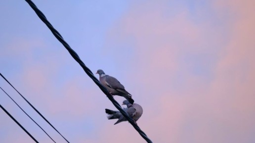 Служба заказчика намерена демонтировать несколько старых опор контактной сети, которые больше не задействованы в обеспечении работы городского электротранспорта или освещении улиц