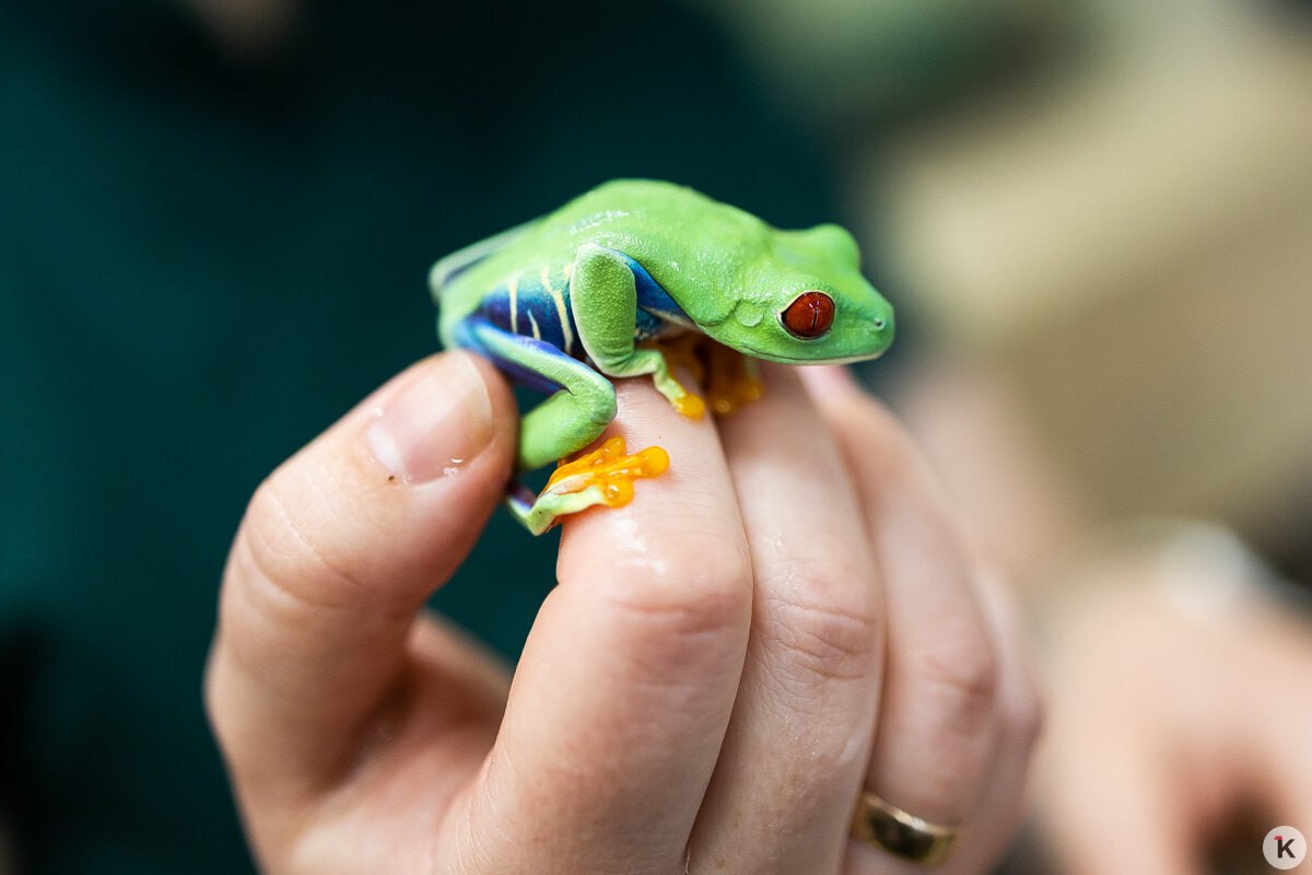 В Калининградской области есть приюты не только для кошек и собак, но и для рептилий В Калининградской области есть приюты не только для кошек и собак, но и для рептилий