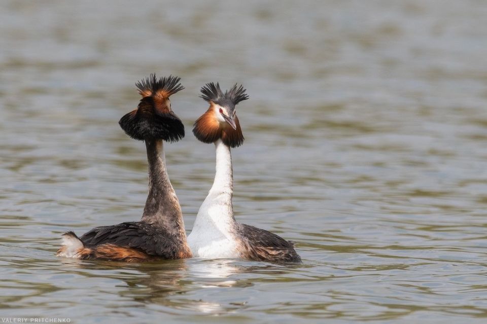 ��������� �� �������� ���� ����� ������� ������ 2026 ���� � ������