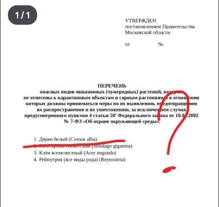 Растения, которые грозят штрафами: кто попал в черный список с марта
