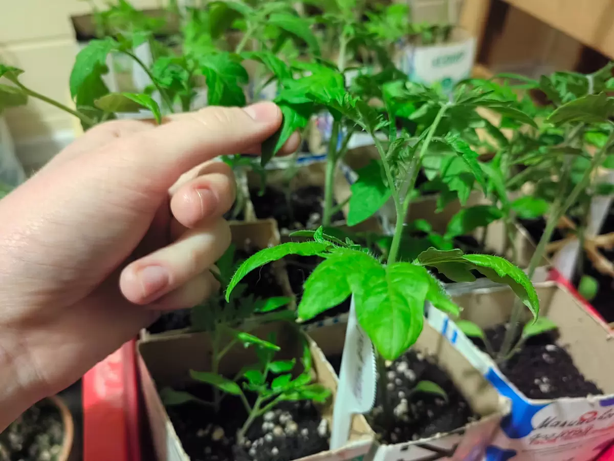 Как защитить рассаду от вытягивания: три простых совета