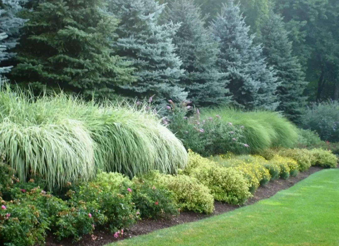 Создание идеального уголка с хвойными растениями