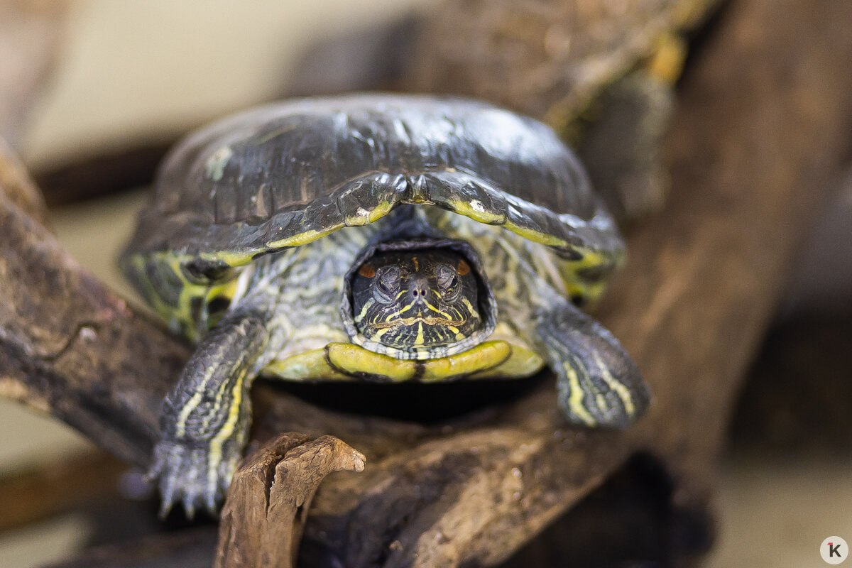 В Калининградской области есть приюты не только для кошек и собак, но и для рептилий В Калининградской области есть приюты не только для кошек и собак, но и для рептилий