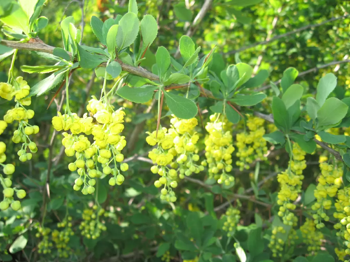 Барбарис для вашего сада: как выбрать сорт и ухаживать за растением