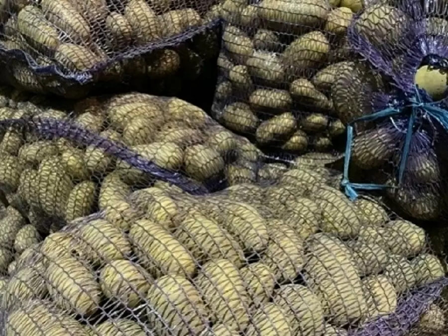 Как выбрать семенной картофель: советы от Россельхознадзора