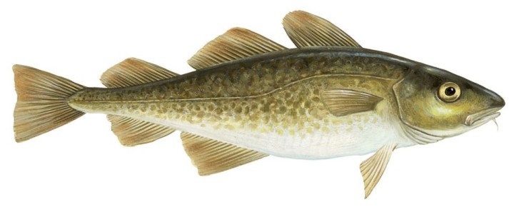 Треска: от глубин океана до тарелки – в поисках уникального вкуса