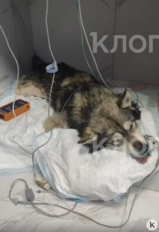 ��������������� �������� �� ���� ����������� ������� ��� � �� ���������� ������ � �������� �������