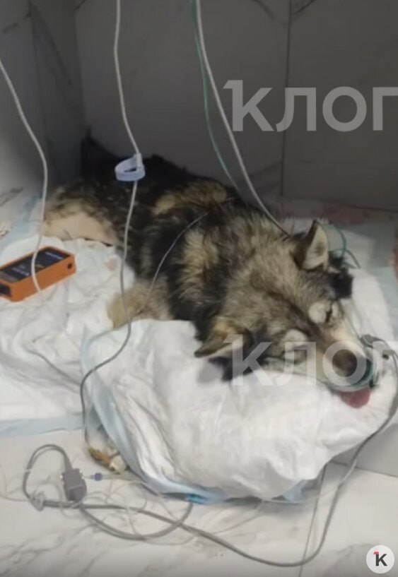 Калининградские ветврачи до утра оперировали слепого пса с со сломанными рёбрами и травмами органов Калининградские ветврачи до утра оперировали слепого пса с со сломанными рёбрами и травмами органов