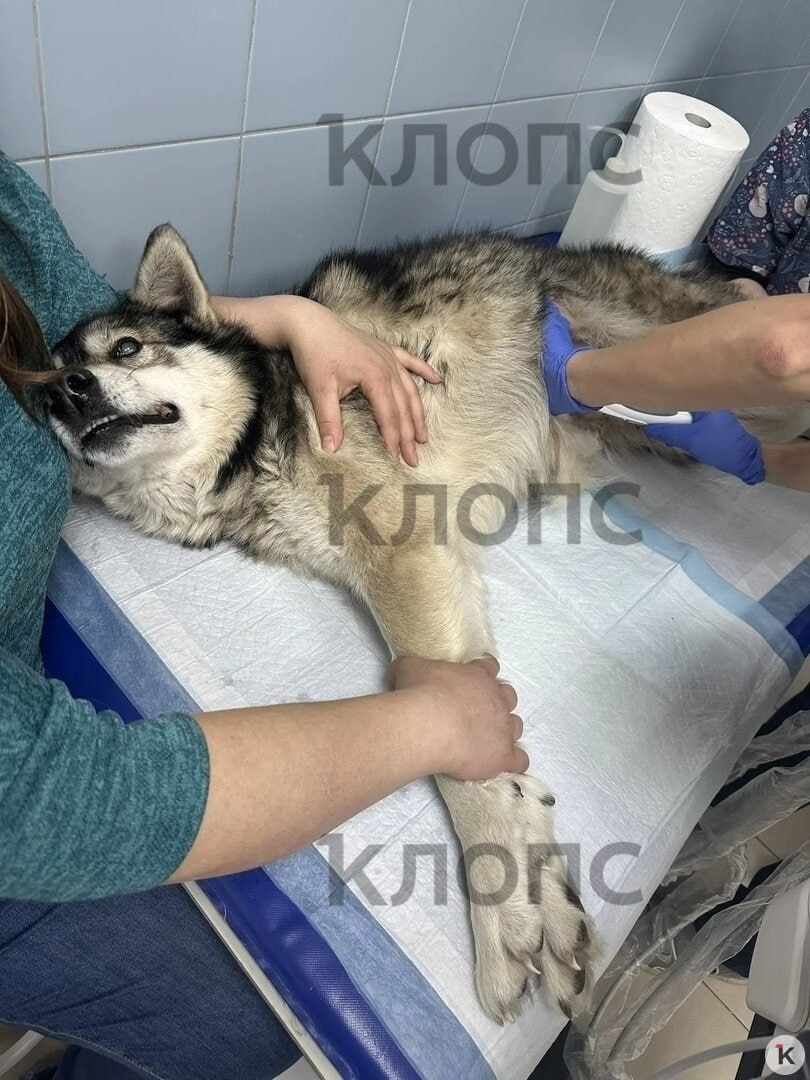 Калининградские ветврачи до утра оперировали слепого пса с со сломанными рёбрами и травмами органов Калининградские ветврачи до утра оперировали слепого пса с со сломанными рёбрами и травмами органов