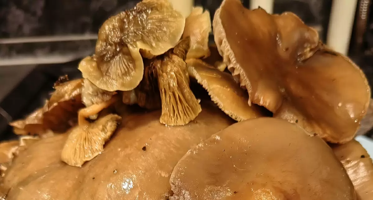 Ярославские грибники продолжают торжество зимней рядовки