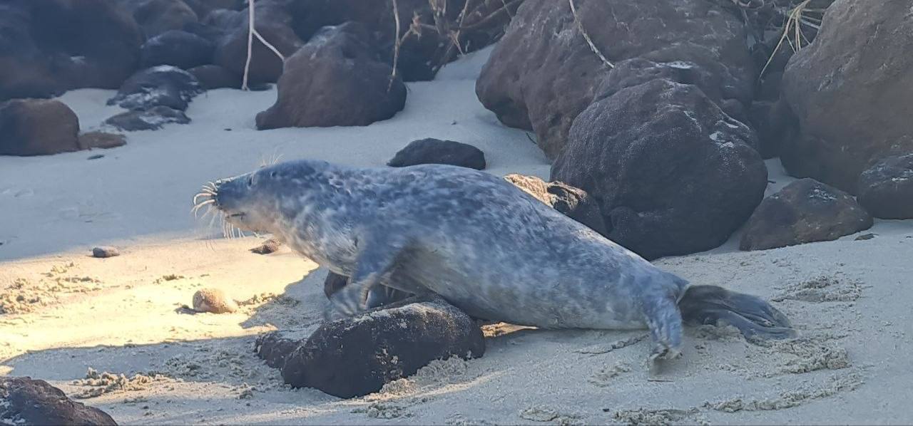 Тюленепад на Куршской косе: малыши снова выходят к людям
