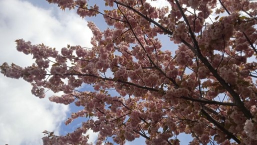 Доброе утро, Калининград!. Сегодня день будет прохладным, но вполне приятным