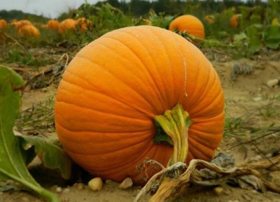 Секреты успешного цветения тыквы: как добиться богатого урожая