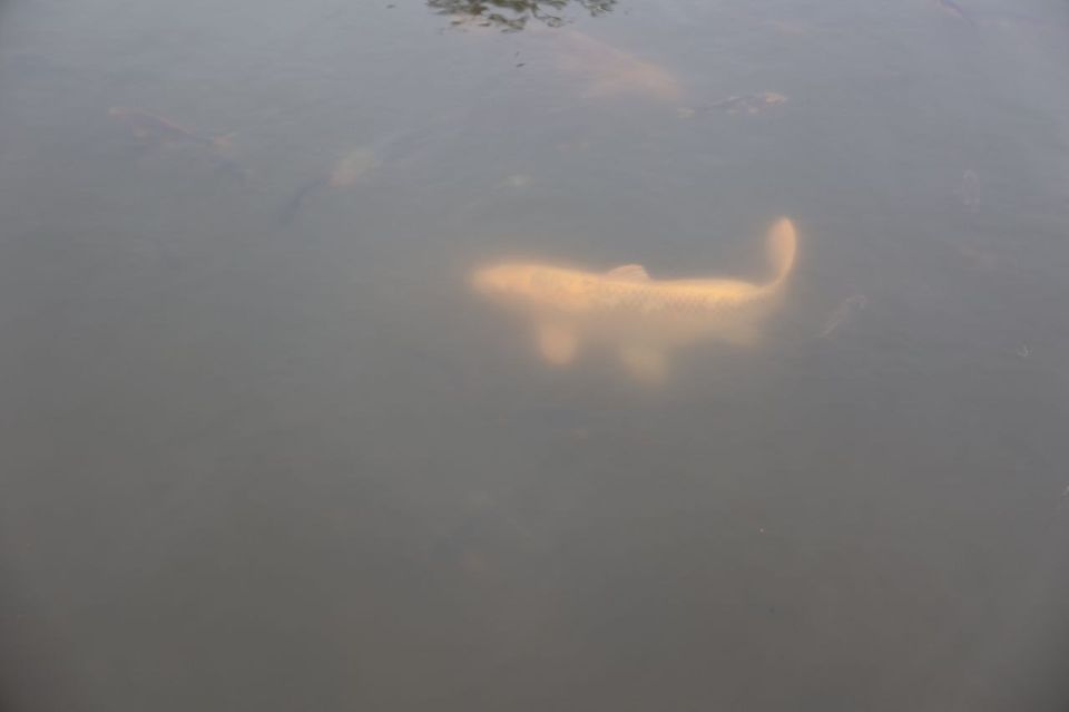 ��������� ����������!. �� ���������� ��������������� ������� � 20 ������ �� 20 ���� ���������� ������������ �� ������ �������-����������� ����� ���