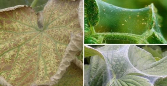 Как победить паутинного клеща и сохранить огурцы: секреты без химии