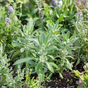 Как эффективно омолодить шалфей: секреты деления куста для создания новых растений