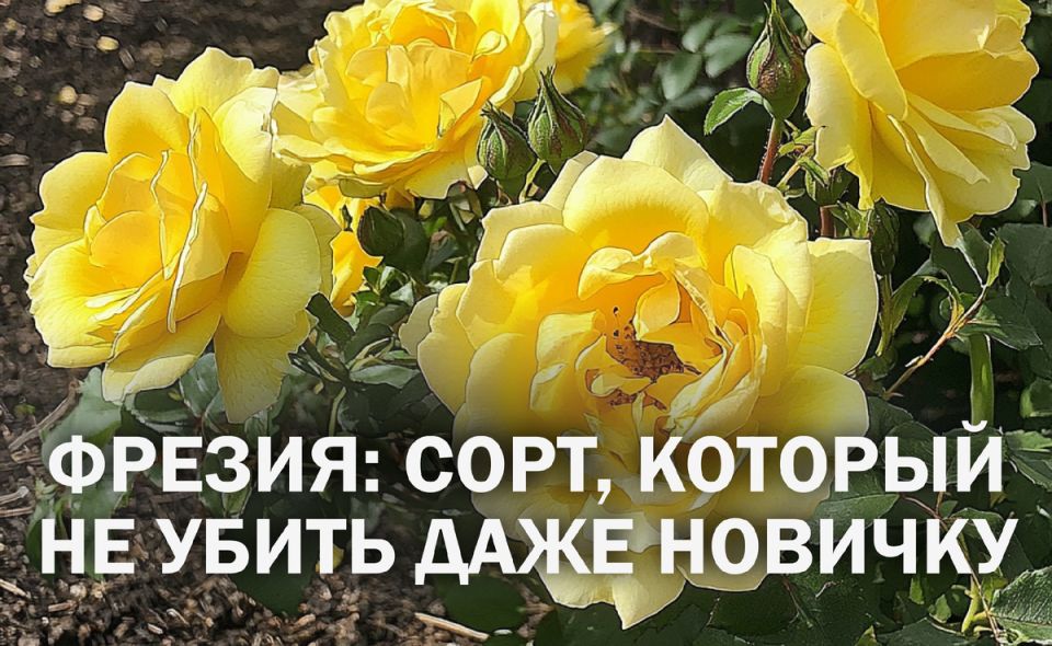 ���� ���������� ������: ��������� ����� ��� ���������� ���������