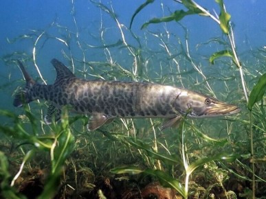 ������������� �������� ����� ������, ������ ����������� ����������