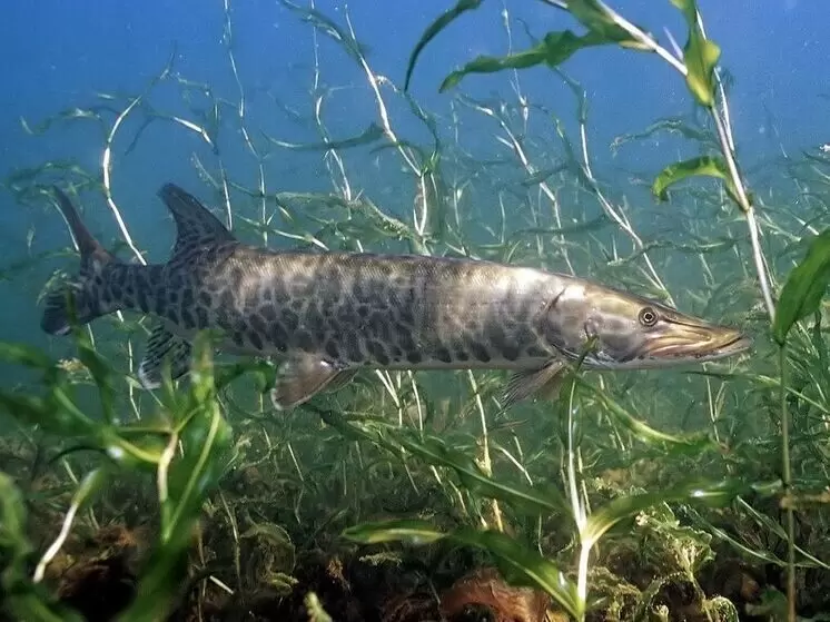 Висконсинский пожарный побил рекорд, поймав гигантского маскинонга