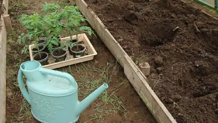 Как подготовить почву в теплице для томатов: секреты успешного урожая