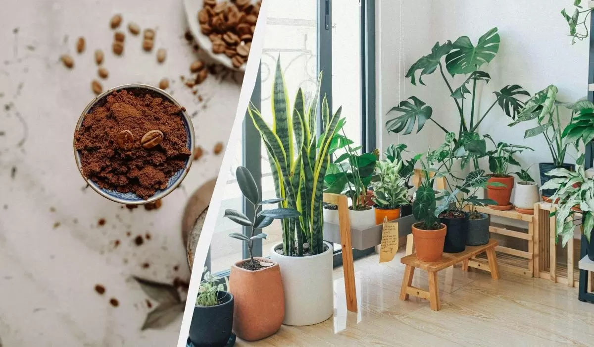 Неожиданные секреты кофейной гущи: как правильно использовать её в саду