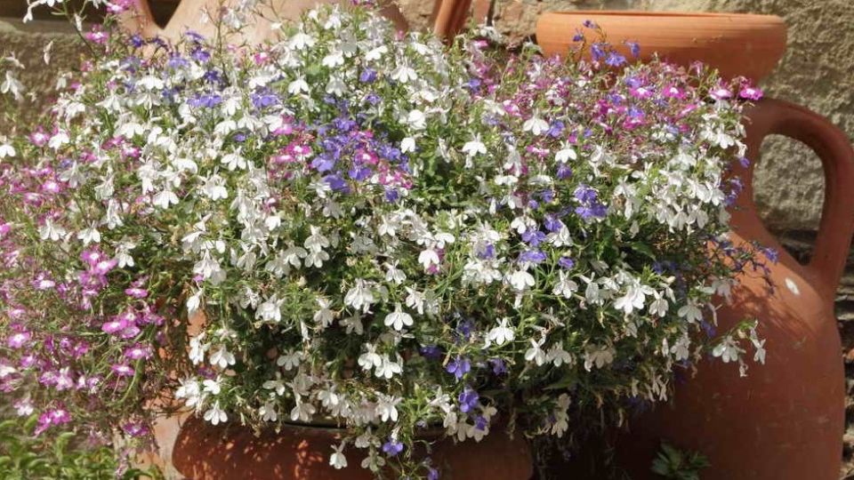 ��� ��������� ������� ������� ������� ��� ������ � ������