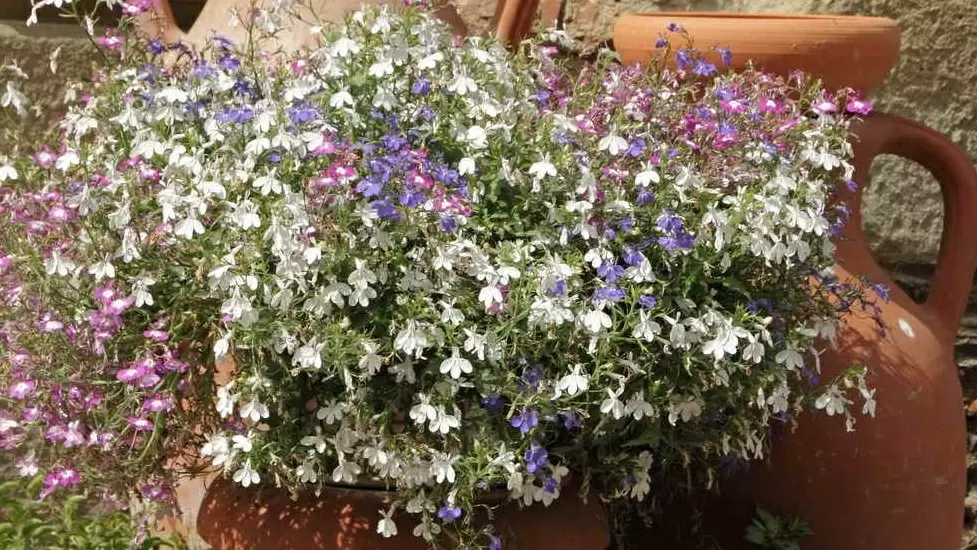 Как вырастить крепкую рассаду лобелии без ошибок и потерь