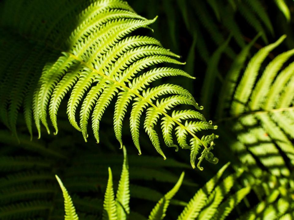 ������� �����������: ��������, ������� thrive � �������� �������