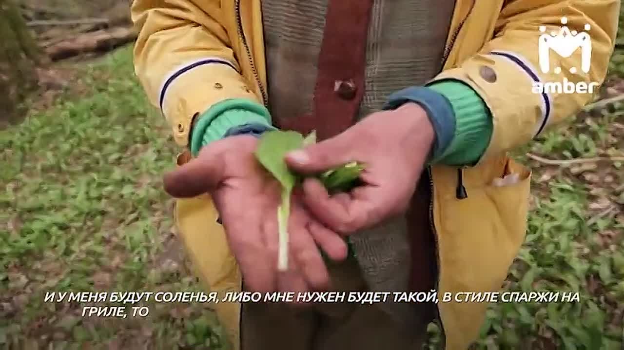 ЧЕРЕМША. После просмотра этого видео вы научитесь и захотите её собирать, даже если не планировали