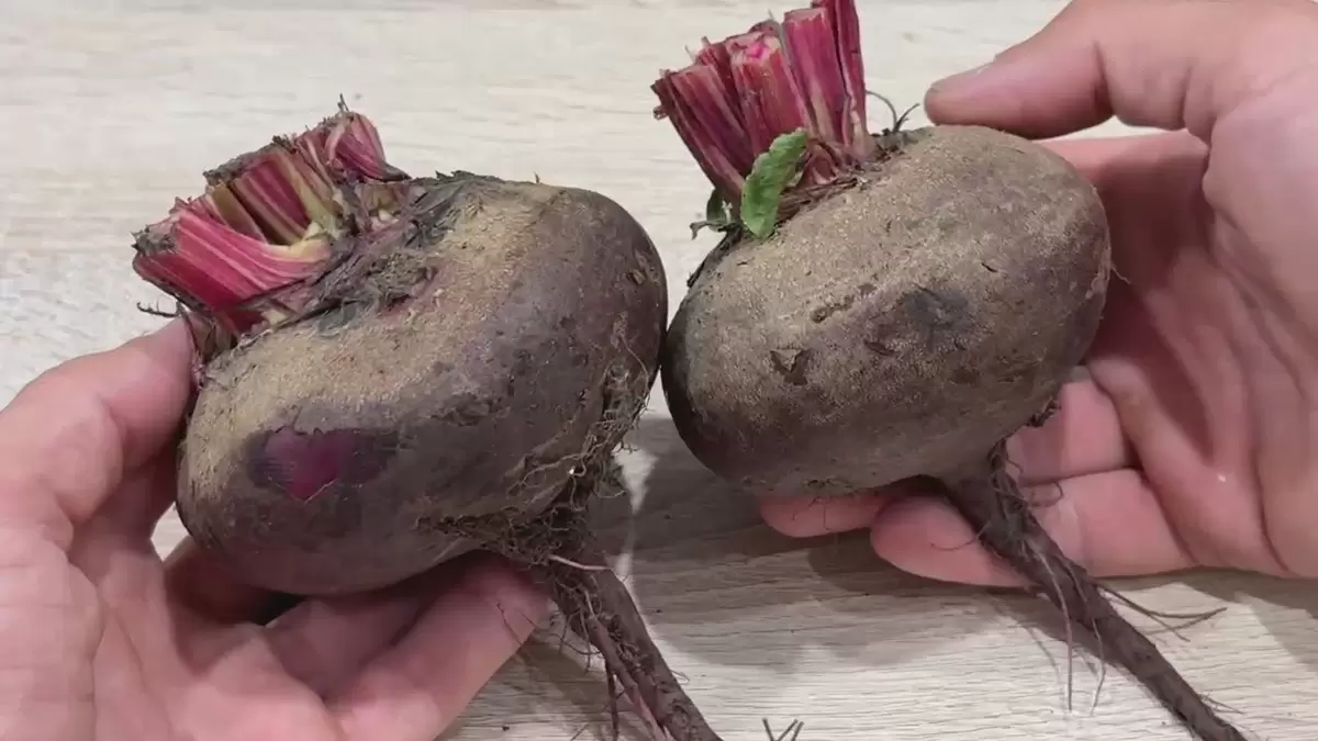 Как свёкла помогает сохранить ясность ума и память