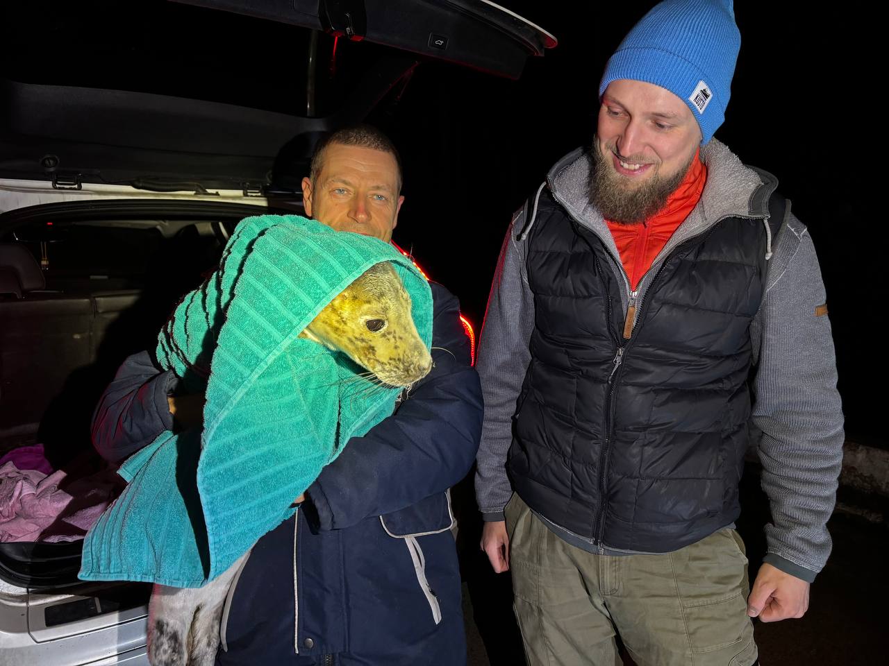 Ежегодный «пасхальный» тюлень спасен Ежегодный «пасхальный» тюлень спасен