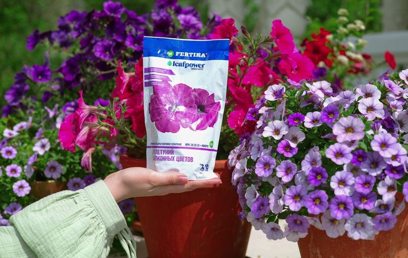 ������� ������� ����� �� ���������: ��� �������� �������� �� �����