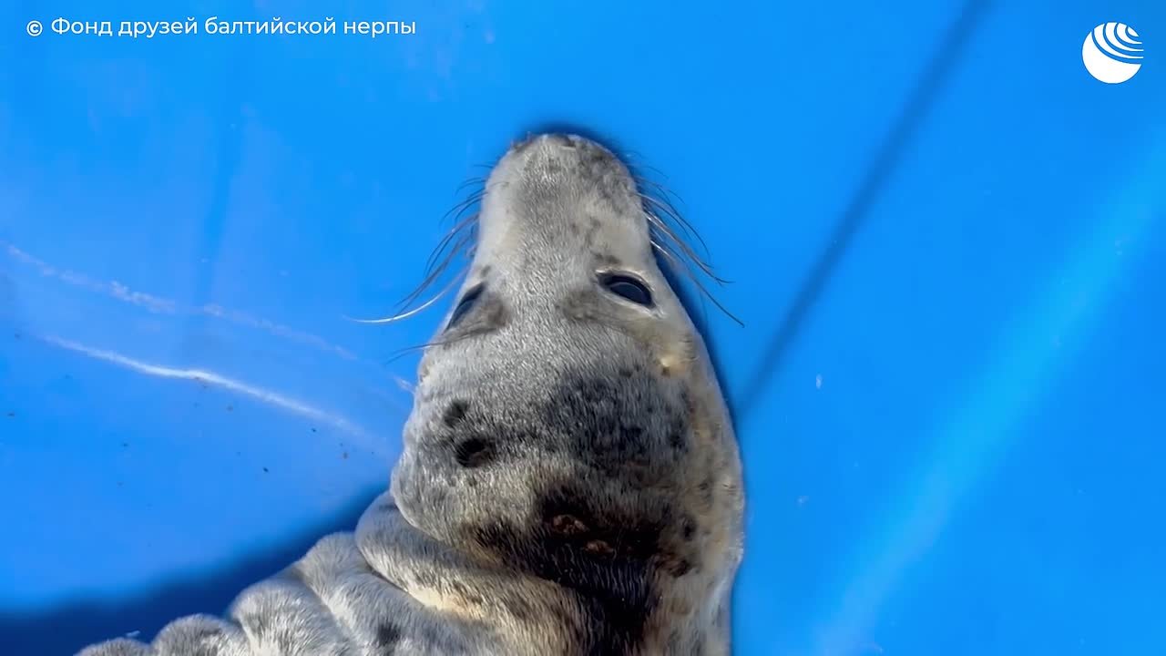 Детеныша тюленя спасли на берегу Финского залива