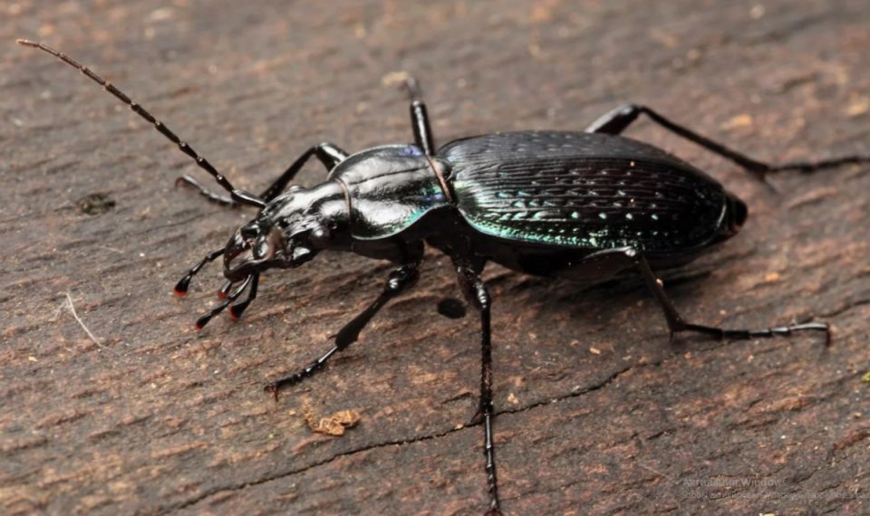 ��� ������� ����� ��� ������� � �������� ���������� � ����