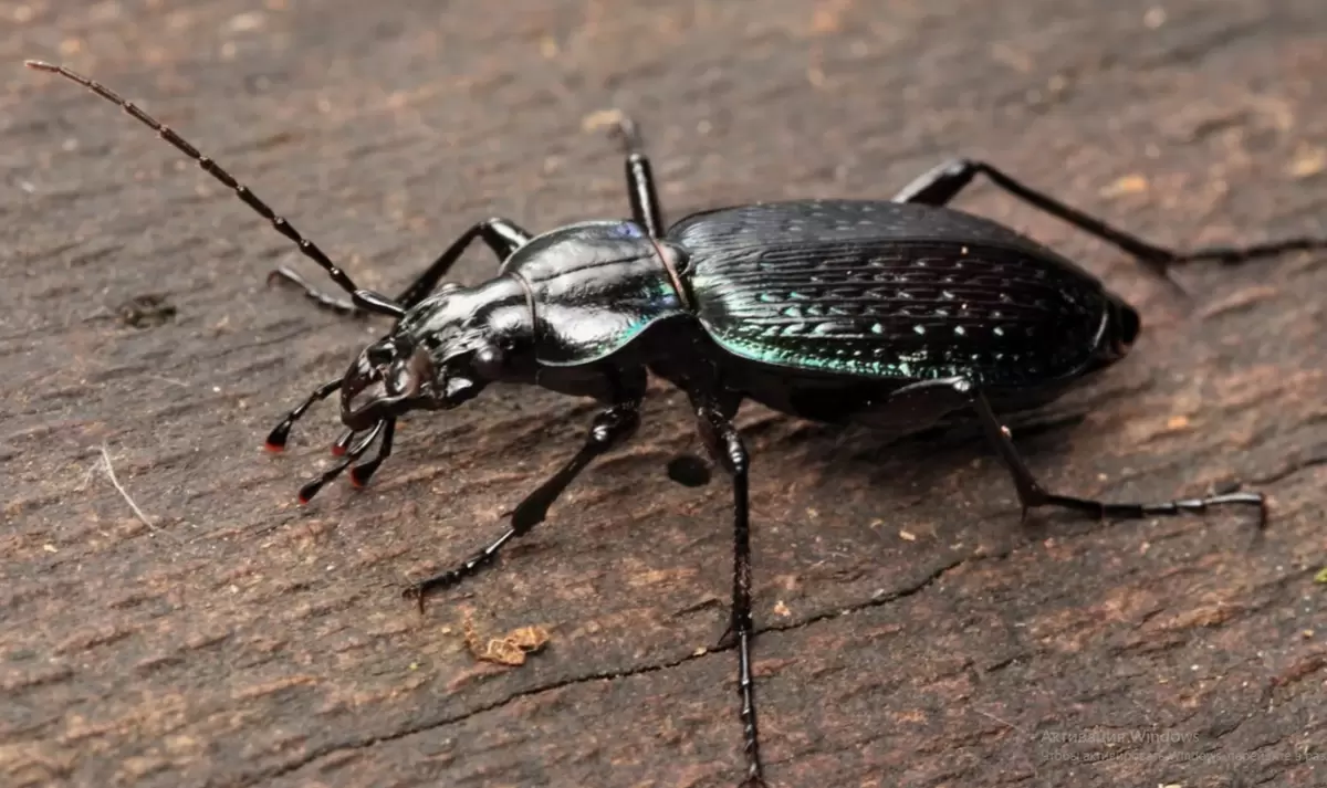 Как создать домик для жужелиц и победить вредителей в саду