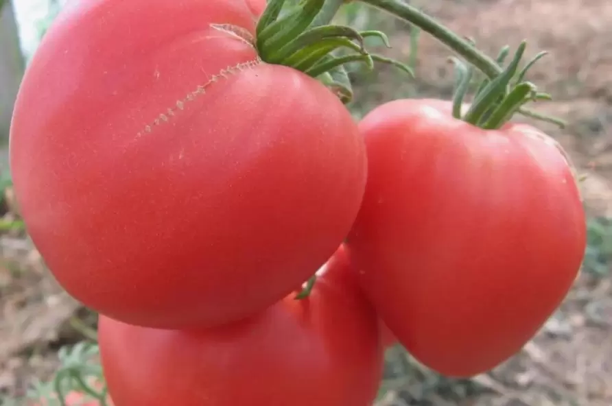 Томаты, которые покоряют сердца: выращивание и советы по уходу