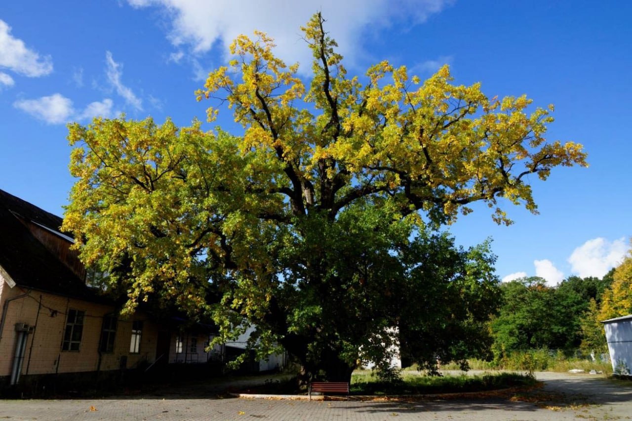 В Ладушкине территорию у 800-летнего дуба передали городу и откроют для посетителей